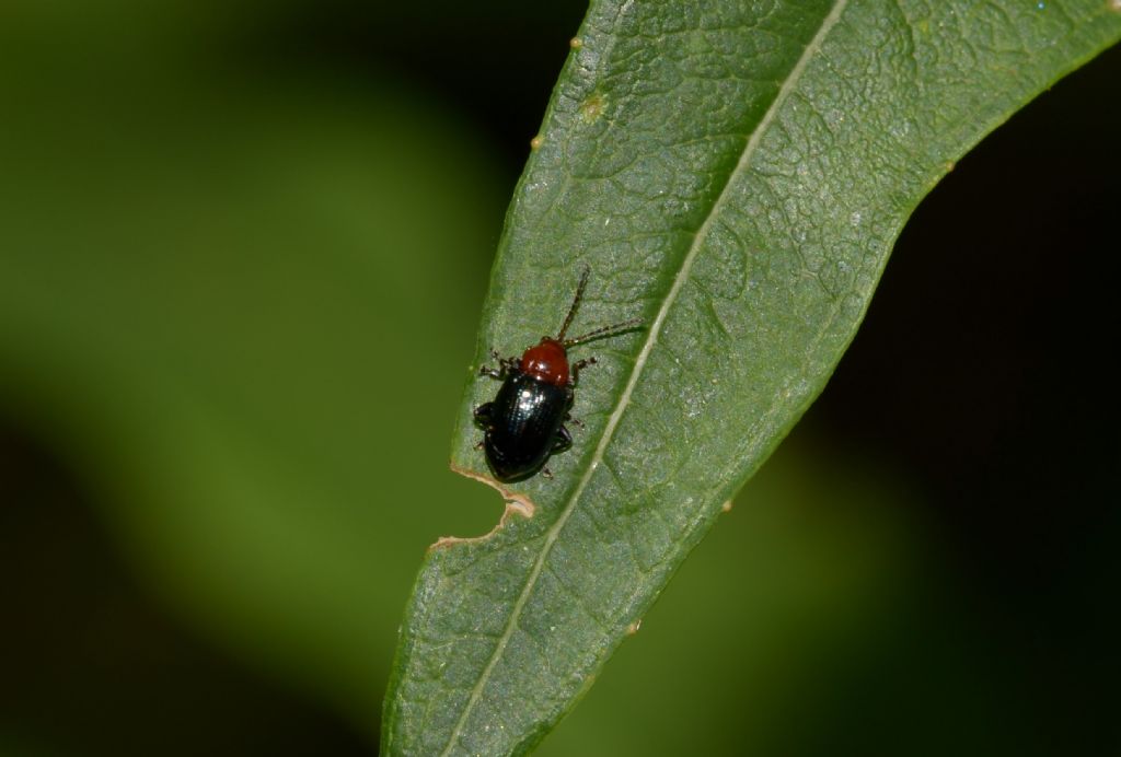 Chrysomelidae: Neocrepidodera sp.